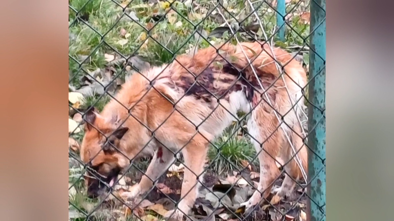 Policie se zabývá otřesným týráním psa v Rakovníku. Je možné, že ho kdosi poléval žíravinou