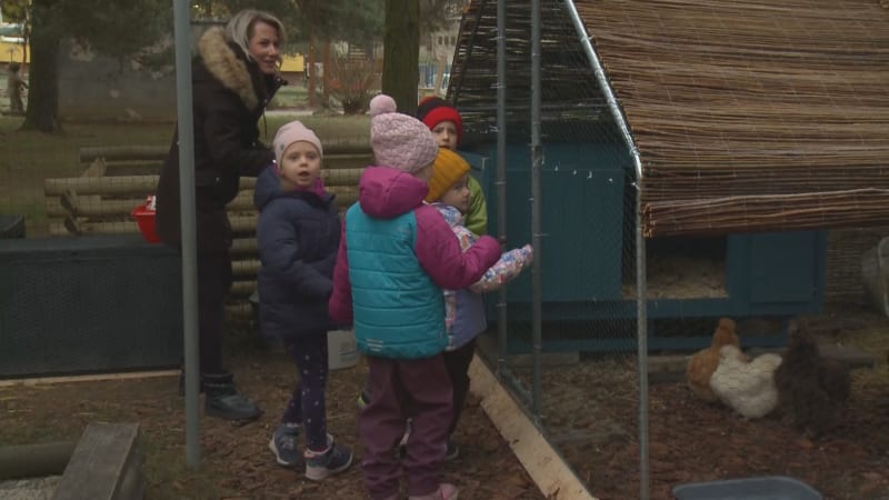 Plzeňská školka pořídila dětem slepice. Učí se na nich o životě zvířat a přírodě