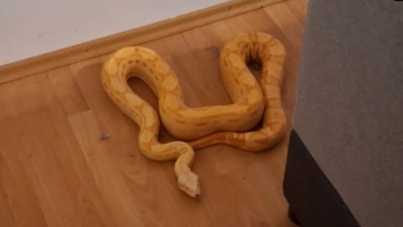 Bizarní zásah v Čadci: Obří had se schoval pod gauč, hasiči kvůli němu demontovali nábytek