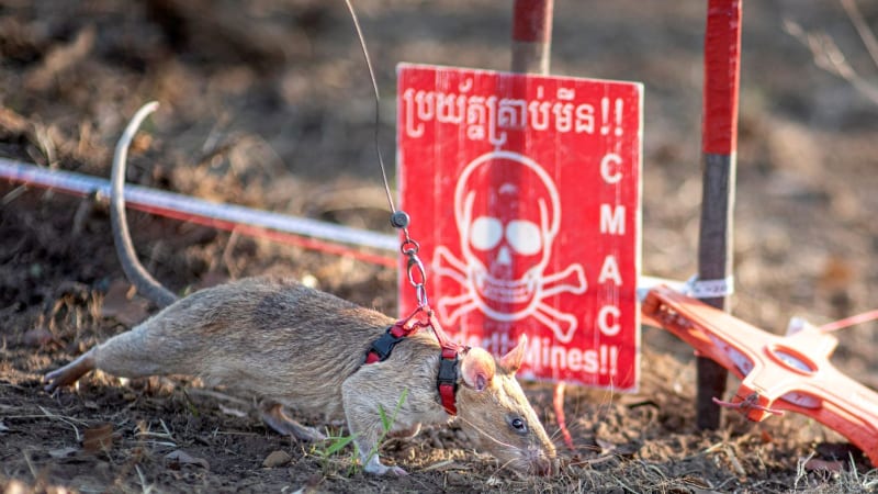 Rychlejší než smrt. Hrdinské krysy odhalují miny za pár minut, lidem to trvá několik dní