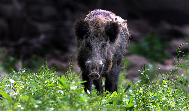 Pozor při venčení v lesích. Nákaza od divočáků může zabíjet psy i další savce