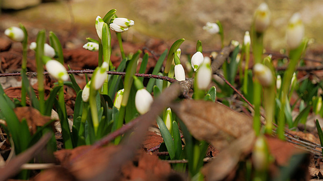 Jarní rovnodennost 2026: Kdy je první jarní den a proč se termín posouvá?