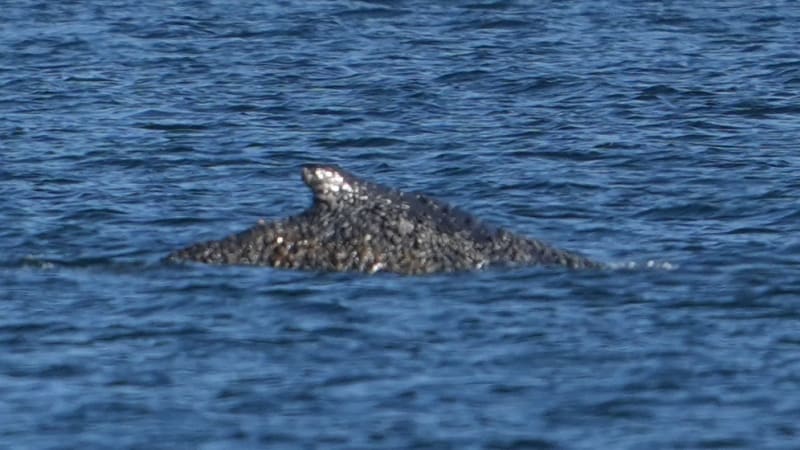 Velryba už potřetí uvázla na pobřeží Baltu. Její osud s napětím sleduje celé Německo