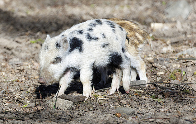 OBRAZEM: Prasátko jako dalmatin. V přírodě by nepřežilo, v oboře je atrakcí