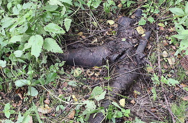 Jako ohořelé tělo bez hlavy. Houbař se pochlubil snímkem a vyvolal poprask